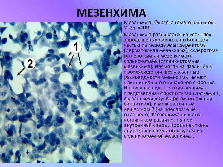 МЕЗЕНХИМА  •  Мезенхима. Окраска гематоксилином.  Увел. х400.  •  Мезенхима