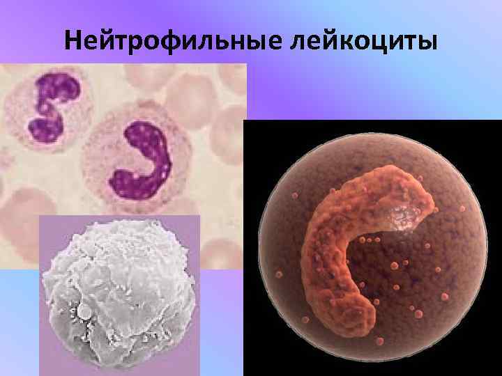 Нейтрофильные лейкоциты 