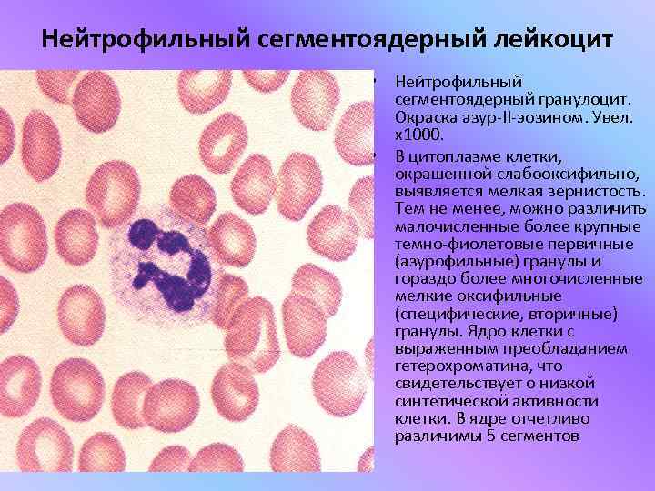 Нейтрофильный сегментоядерный лейкоцит    • Нейтрофильный    сегментоядерный гранулоцит. 