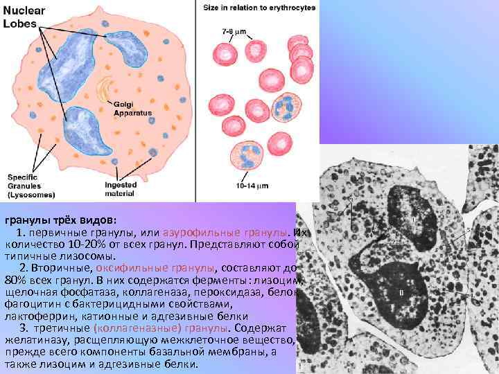 гранулы трёх видов:  1. первичные гранулы, или азурофильные гранулы. Их количество 10 -20%