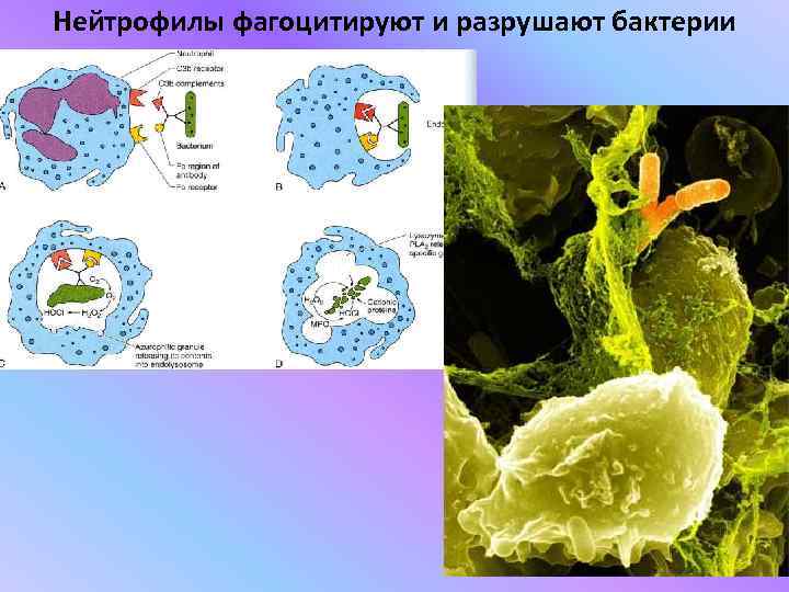 Нейтрофилы фагоцитируют и разрушают бактерии 
