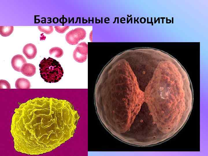Базофильные лейкоциты 