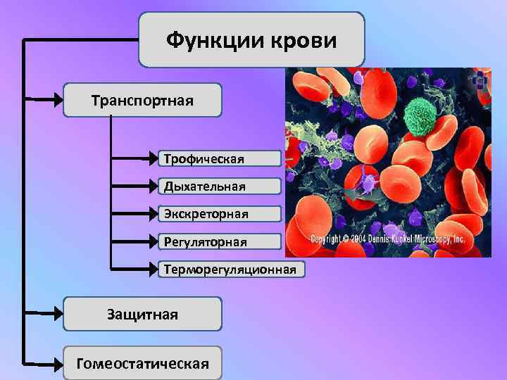    Функции крови  Транспортная   Трофическая  Дыхательная  Экскреторная