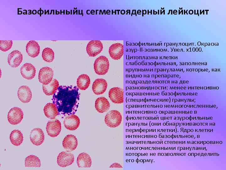 Клетка с базофильной цитоплазмой. Азурофильные гранулы лейкоцитов. Неспецифические азурофильные гранулы лимфоцитов. Кровь лягушки нейтрофилы окраска эозин Азур 2. Базофильный гранулоцит строение.