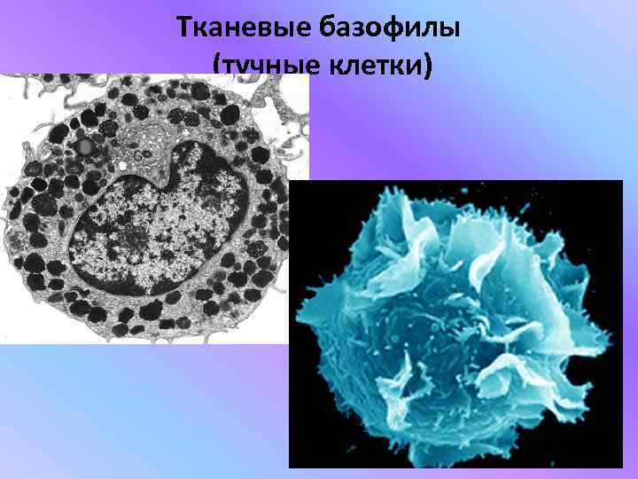 Тучные клетки фото на коже