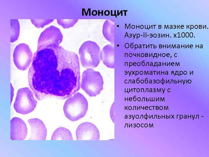 Моноцит  • Моноцит в мазке крови.   Азур-II-эозин. х1000.  • Обратить