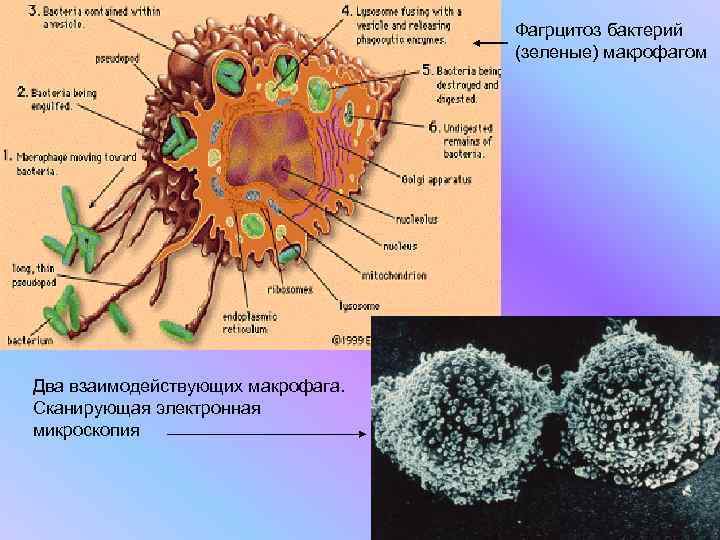       Фагрцитоз бактерий      (зеленые)