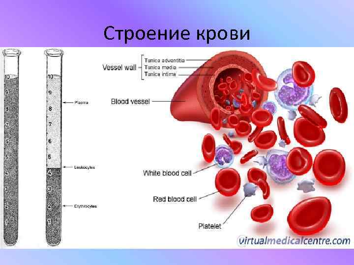 Предложите схему показывающую взаимосвязь тканевой жидкости крови и лимфы