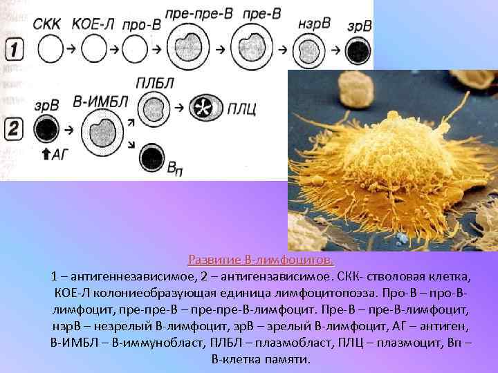      Развитие В-лимфоцитов. 1 – антигеннезависимое, 2 – антигензависимое. СКК-