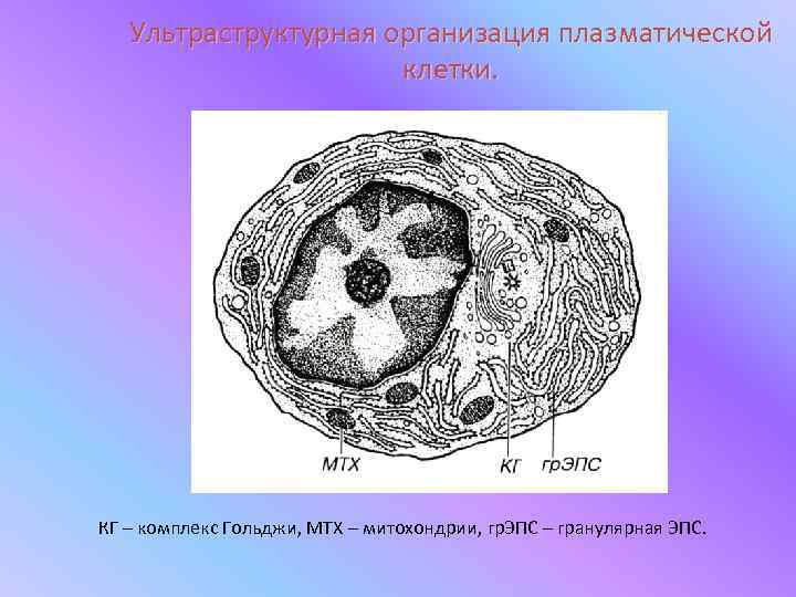   Ультраструктурная организация плазматической    клетки. КГ – комплекс Гольджи, МТХ