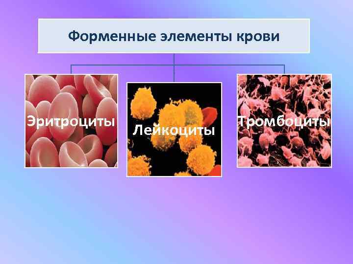 Форменные элементы крови картинка