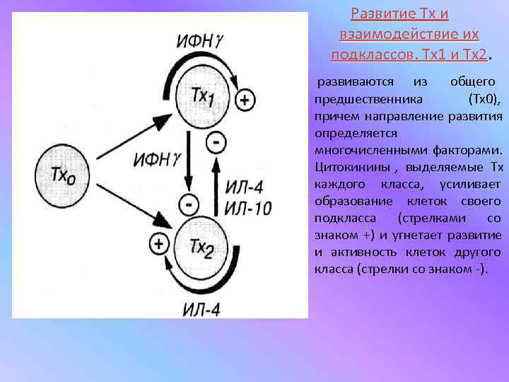   Развитие Тх и  взаимодействие их  подклассов. Тх1 и Тх2. развиваются