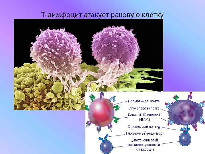 Т-лимфоцит атакует раковую клетку 