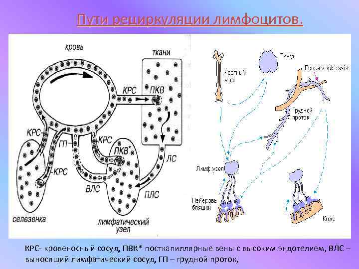   Пути рециркуляции лимфоцитов. КРС- кровеносный сосуд, ПВК* посткапиллярные вены с высоким эндотелием,