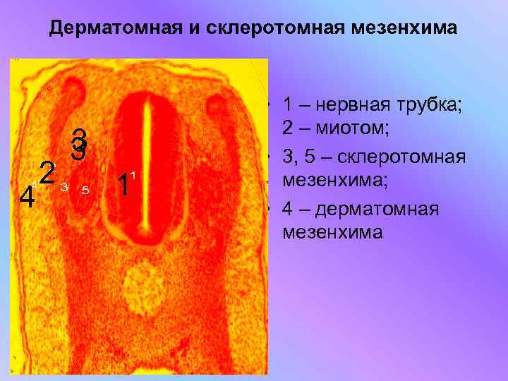   Дерматомная и склеротомная мезенхима     • 1 – нервная