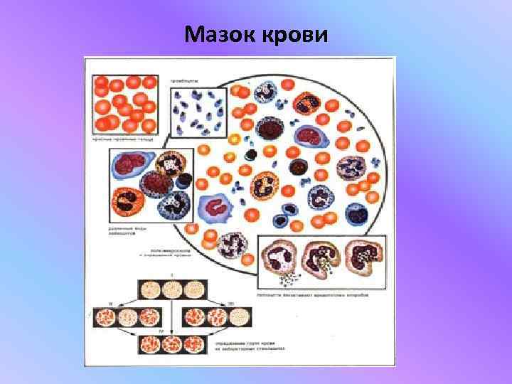 Предложите схему показывающую взаимосвязь тканевой жидкости крови и лимфы