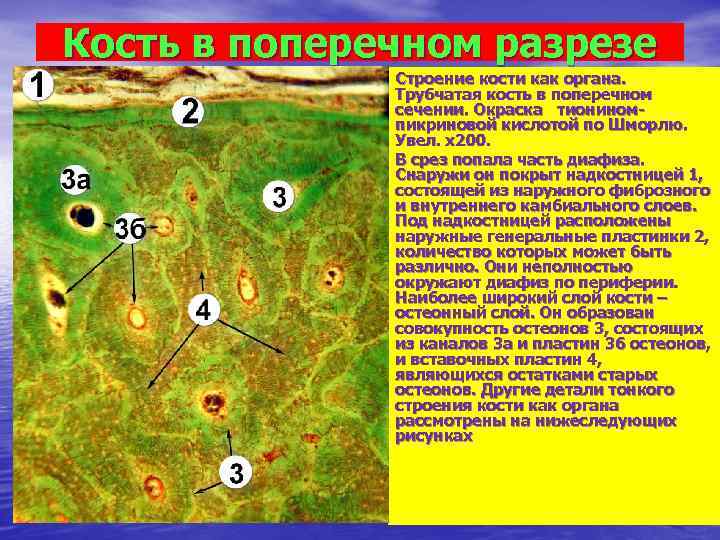 Кость в поперечном разрезе    Строение кости как органа.   
