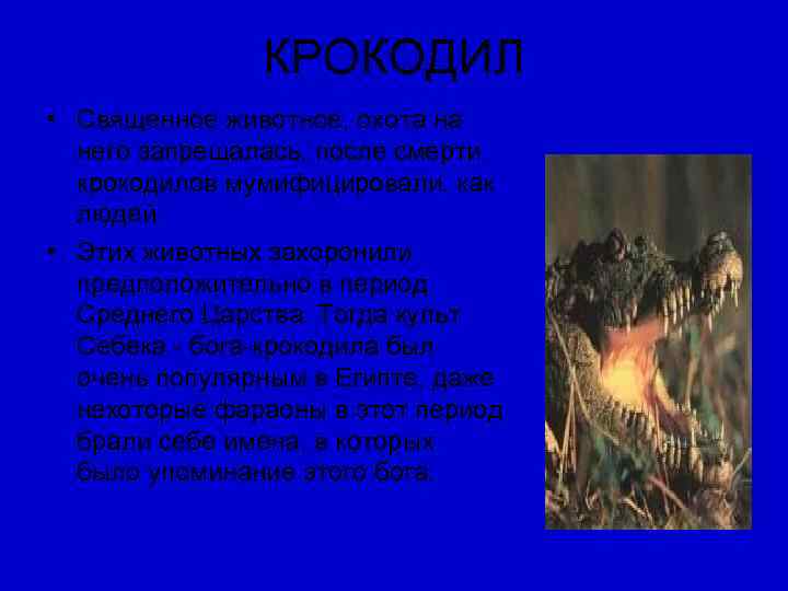     КРОКОДИЛ • Священное животное, охота на  него запрещалась, после