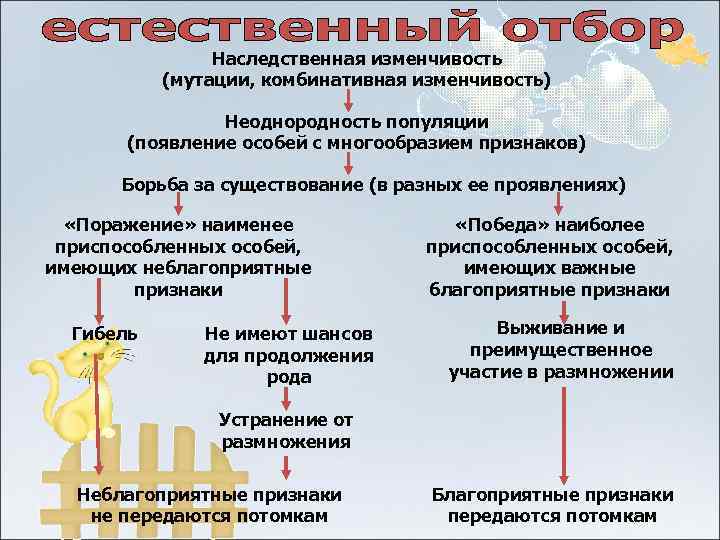     Наследственная изменчивость  (мутации, комбинативная изменчивость)   Неоднородность популяции