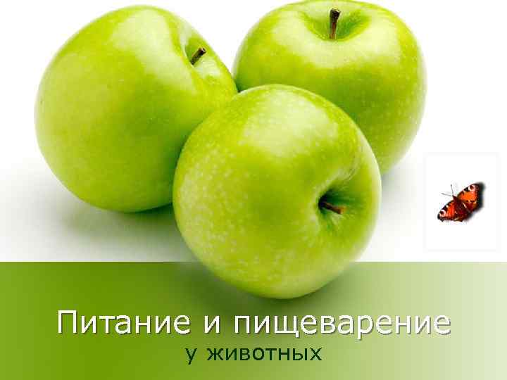 Питание и пищеварение  у животных 
