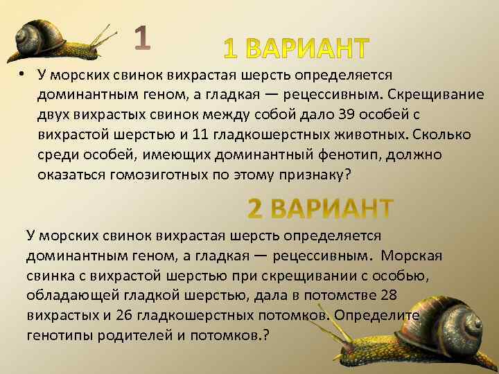  • У морских свинок вихрастая шерсть определяется  доминантным геном, а гладкая —