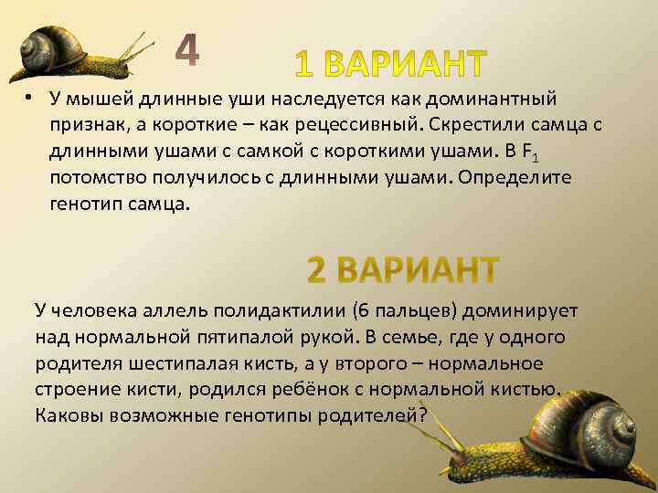  • У мышей длинные уши наследуется как доминантный  признак, а короткие –