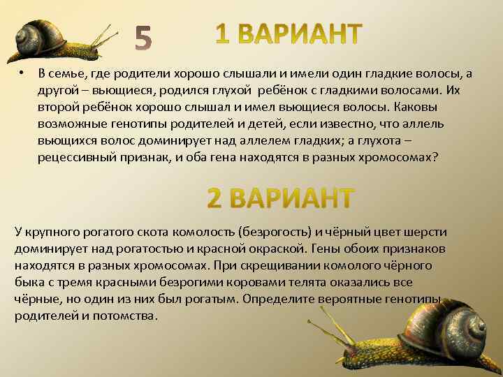  • В семье, где родители хорошо слышали и имели один гладкие волосы, а