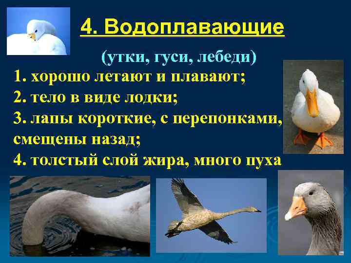   4. Водоплавающие   (утки, гуси, лебеди) 1. хорошо летают и плавают;