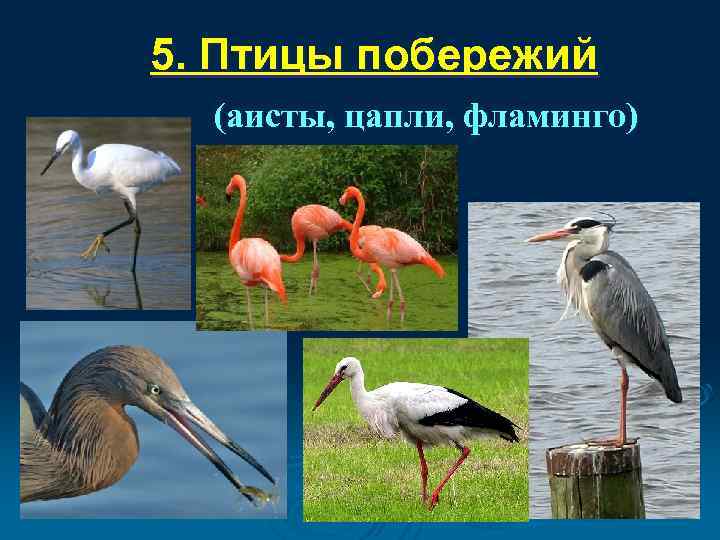 5. Птицы побережий  (аисты, цапли, фламинго) 