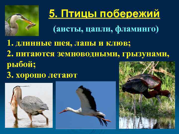    5. Птицы побережий  (аисты, цапли, фламинго) 1. длинные шея, лапы