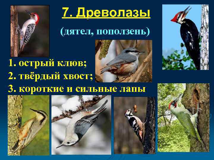 Наземные птицы. Наземные птицы презентация. Экологические группы птиц. Экологическая группа птиц дятел.