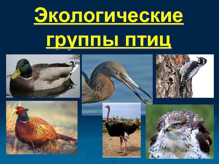 Экологические группы птиц 