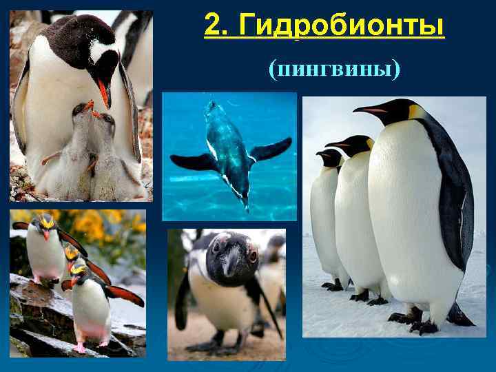 2. Гидробионты  (пингвины) 