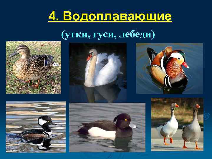 4. Водоплавающие (утки, гуси, лебеди) 