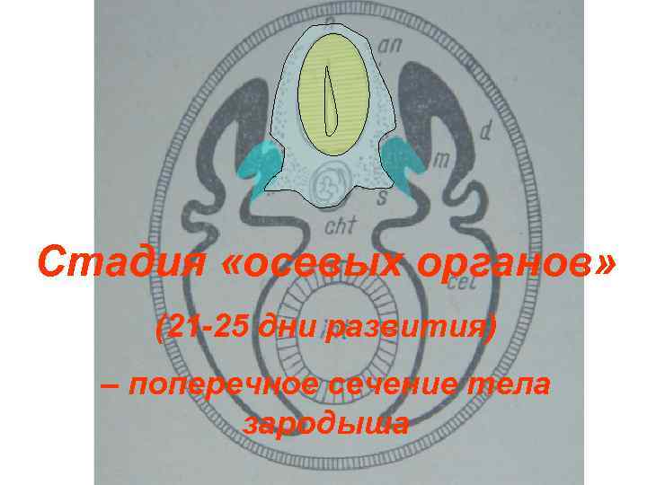 Стадия «осевых органов»  (21 -25 дни развития)  – поперечное сечение тела 