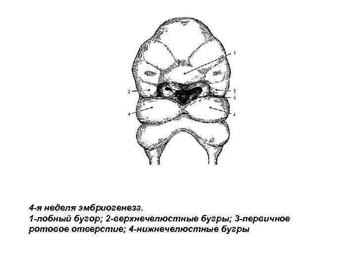 4 -я неделя эмбриогенеза. 1 -лобный бугор; 2 -верхнечелюстные бугры; 3 -первичное ротовое отверстие;