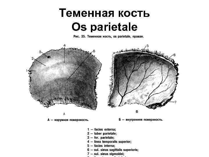 Теменная кость фото