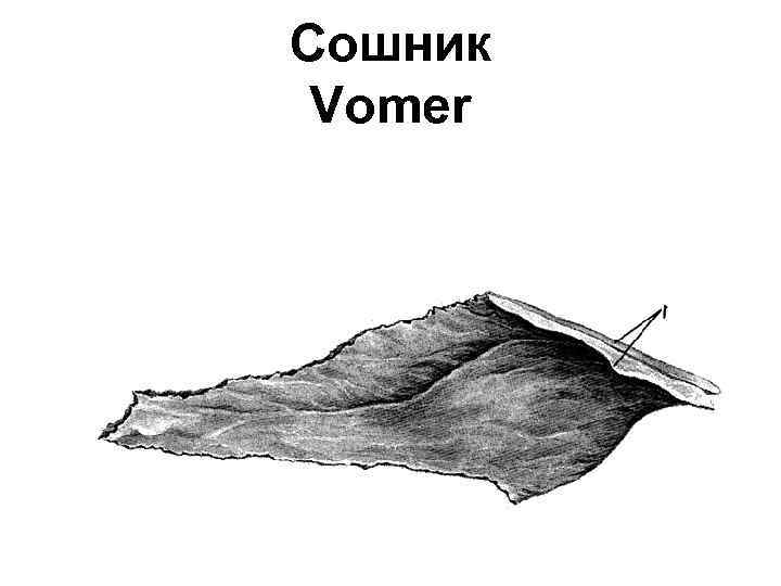 Сошник Vomer 