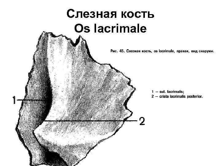 Слезная кость Os lacrimale 