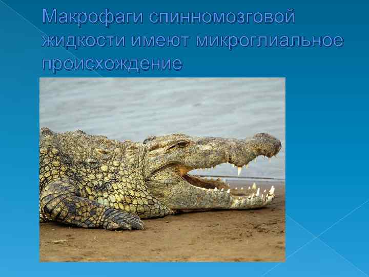 Макрофаги спинномозговой жидкости имеют микроглиальное происхождение 