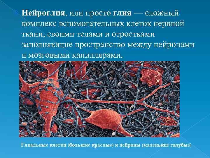 Какая ткань организма человека содержит глиальные клетки
