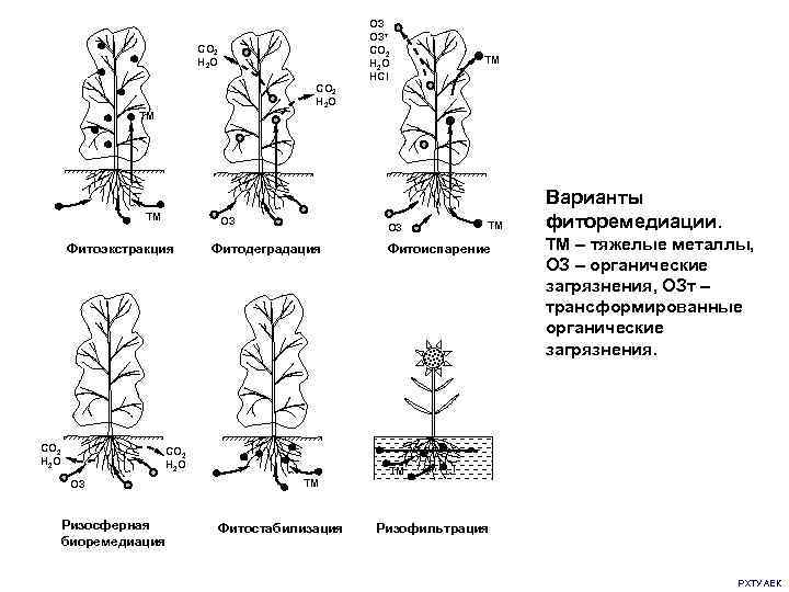     ОЗт     CO 2   