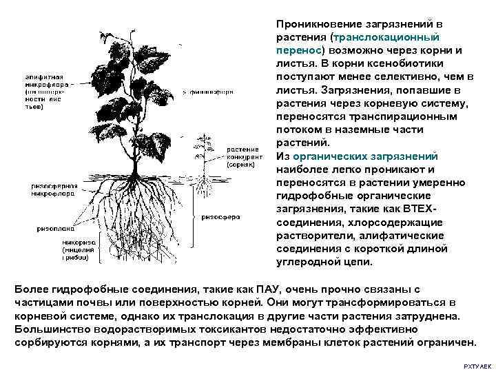     Проникновение загрязнений в     растения (транслокационный 