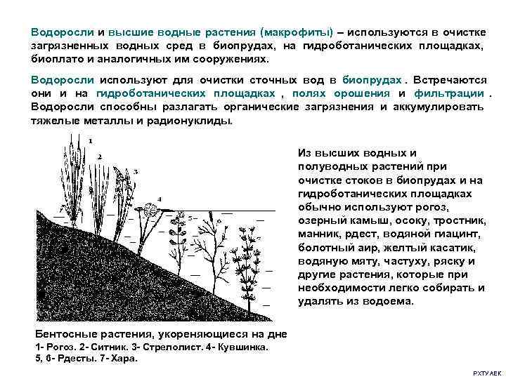 Водоросли и высшие водные растения (макрофиты) – используются в очистке    