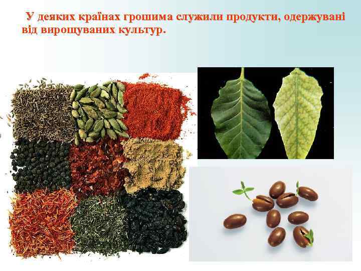 У деяких країнах грошима служили продукти, одержувані від вирощуваних культур. У деяких країнах грошима служили продукти, одержувані від вирощуваних культур.