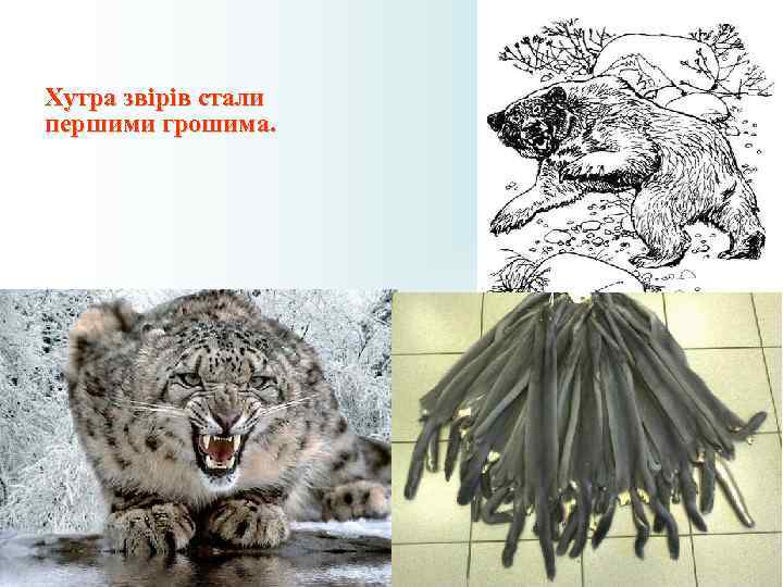 Хутра звірів стали першими грошима. Хутра звірів стали першими грошима.