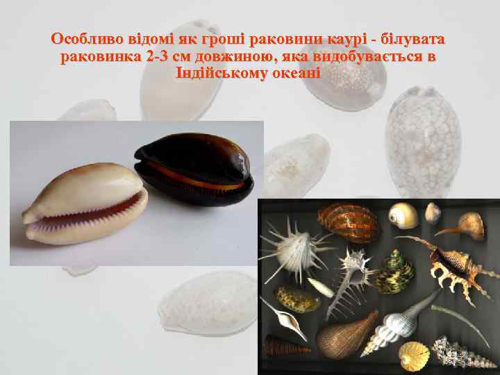 Особливо відомі як гроші раковини каурі - білувата раковинка 2 -3 см довжиною, Особливо відомі як гроші раковини каурі - білувата раковинка 2 -3 см довжиною,