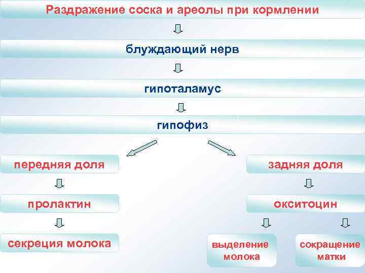  Раздражение соска и ареолы при кормлении     блуждающий нерв 