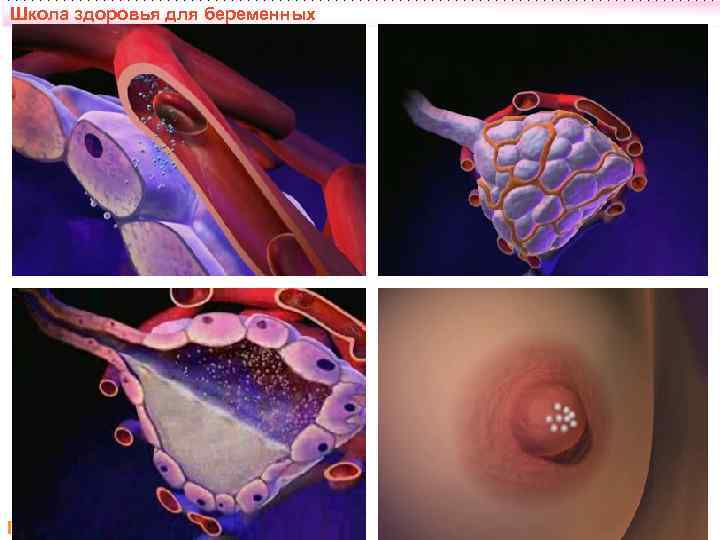 Школа здоровья для беременных После родов. Нас двое.  