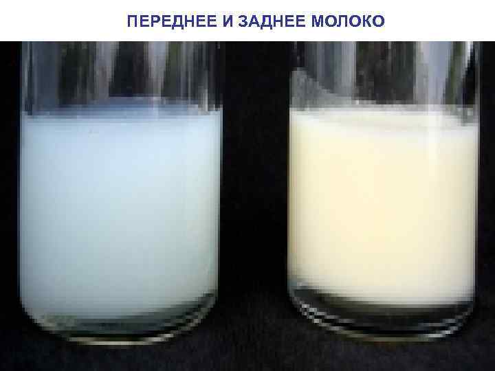 ПЕРЕДНЕЕ И ЗАДНЕЕ МОЛОКО 